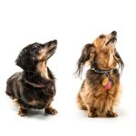 Allie & Annie - Top Dogs July 2016