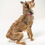 Rosie - Top Dog August 2016
