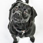Zeus - Top Dog in October 2016